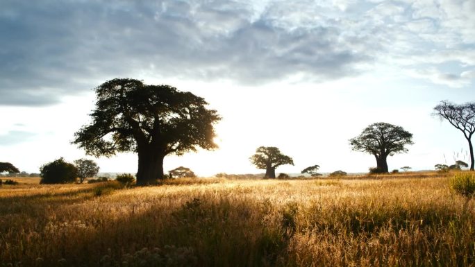 日落时分，坦桑尼亚大草原中部的猴面包树和金合欢树的美丽照片