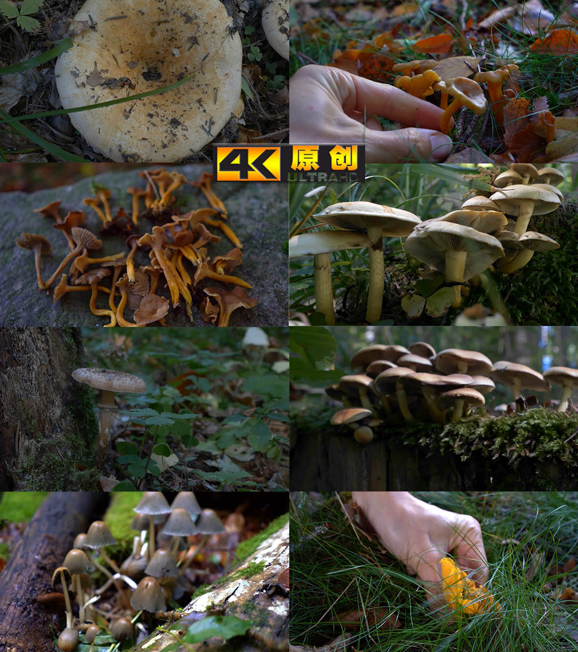 森林间野生蘑菇菌菇特写采蘑菇