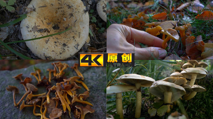 森林间野生蘑菇菌菇特写采蘑菇