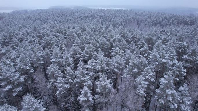 鸟瞰图在美丽的冬日，树梢被冰雪覆盖。在美丽宁静的冬日早晨，飞过令人惊叹的白松林。飞越波兰新雪覆盖的冬