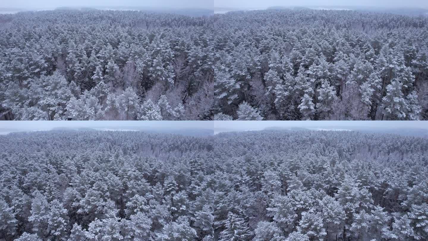 鸟瞰图在美丽的冬日，树梢被冰雪覆盖。在美丽宁静的冬日早晨，飞过令人惊叹的白松林。飞越波兰新雪覆盖的冬