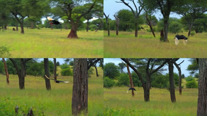 在坦桑尼亚，秃鹫飞过草地，降落在树枝上