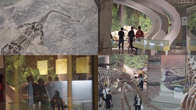 古生物博物馆-恐龙-化石-参观