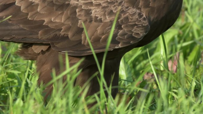 春天里，小斑点鹰Aquila pomarina正在地上吃东西。欧洲自然。欧洲罕见的鸟。