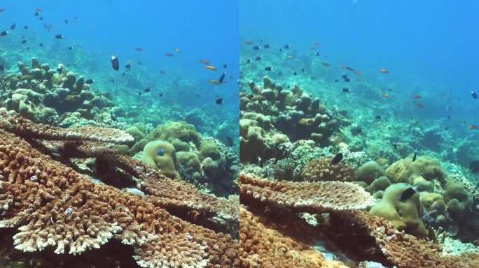 水下有鱼的珊瑚礁。诗巴丹岛Semporna。马来西亚。