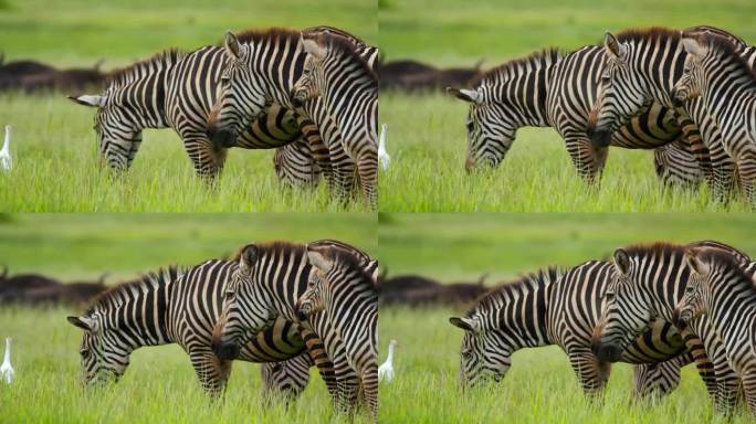 一群斑马在坦桑尼亚大草原的绿地上吃草