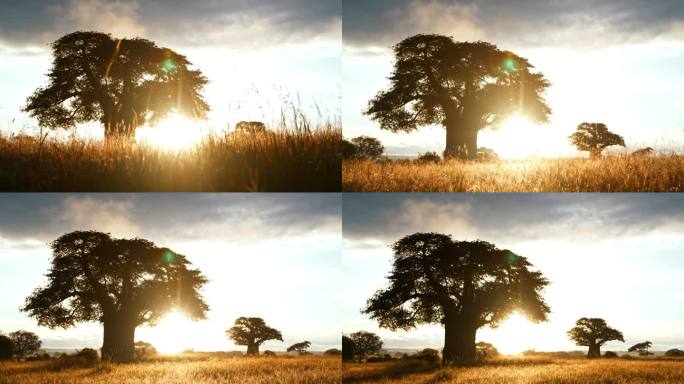 日落时分坦桑尼亚大草原上一棵猴面包树的美丽剪影。塔兰吉雷国家公园