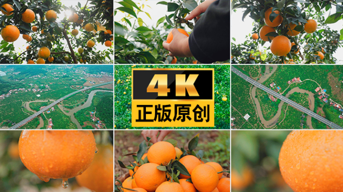 橙子爱媛柑橘橙子素材橙子果园橙子水果橙子