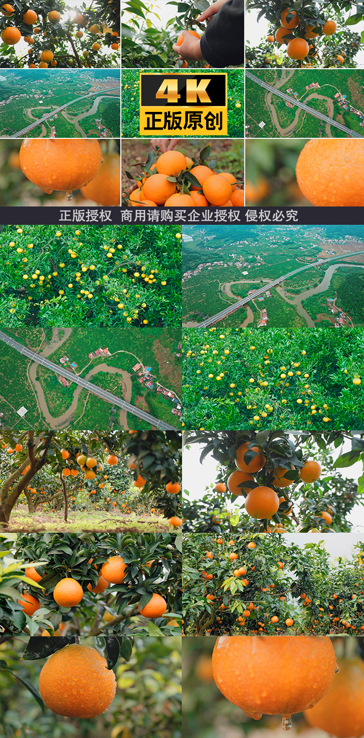 橙子爱媛柑橘橙子素材橙子果园橙子水果橙子