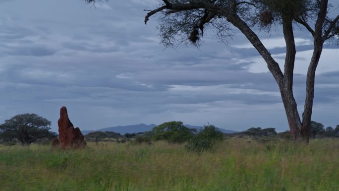 在壮观的天空下，坦桑尼亚郁郁葱葱的草原上的安丘