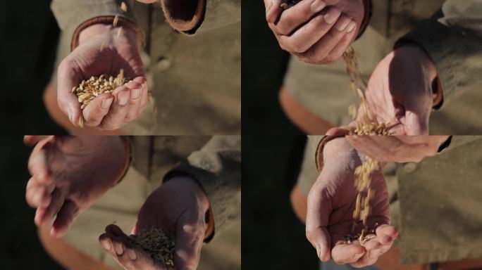 一位农民用手握住成熟的小麦种子，审视着他的庄稼。