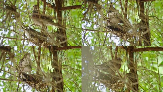 斯里兰卡锡兰木鸽用小树枝筑巢。野鸽家族为蛋和雏鸟筑巢。雄鸟飞着，带着树枝帮助雌鸟在家里的花园里筑巢。
