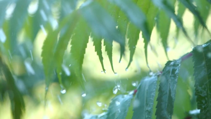 下雨时从绿叶蕨类植物上滴下的慢动作雨滴。特写水滴绿叶前景。大雨落在绿色植物的叶子上。平静放松冥想和平