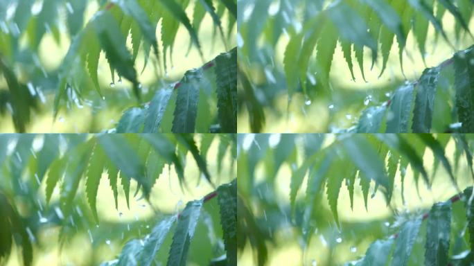 下雨时从绿叶蕨类植物上滴下的慢动作雨滴。特写水滴绿叶前景。大雨落在绿色植物的叶子上。平静放松冥想和平