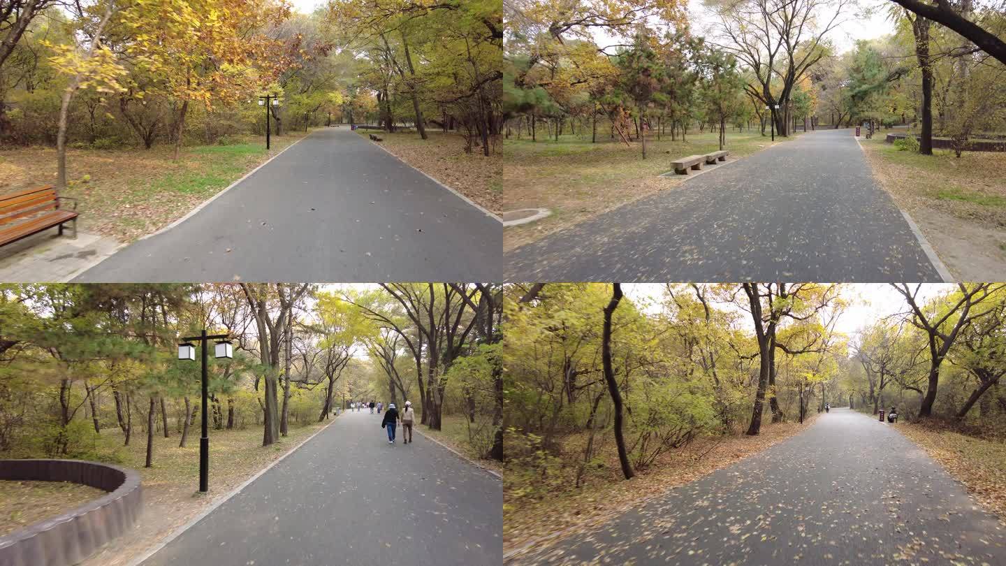 秋天 公园 散步 树木 长镜头 空镜