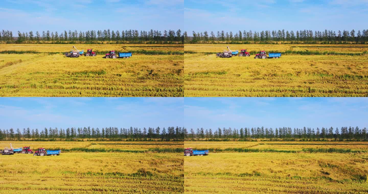 5K忙碌的秋收 收割稻谷