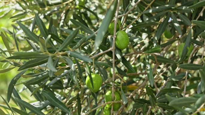 橄榄树的特写，橄榄树上长着嫩绿的橄榄