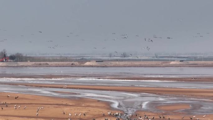 黄河湿地候鸟