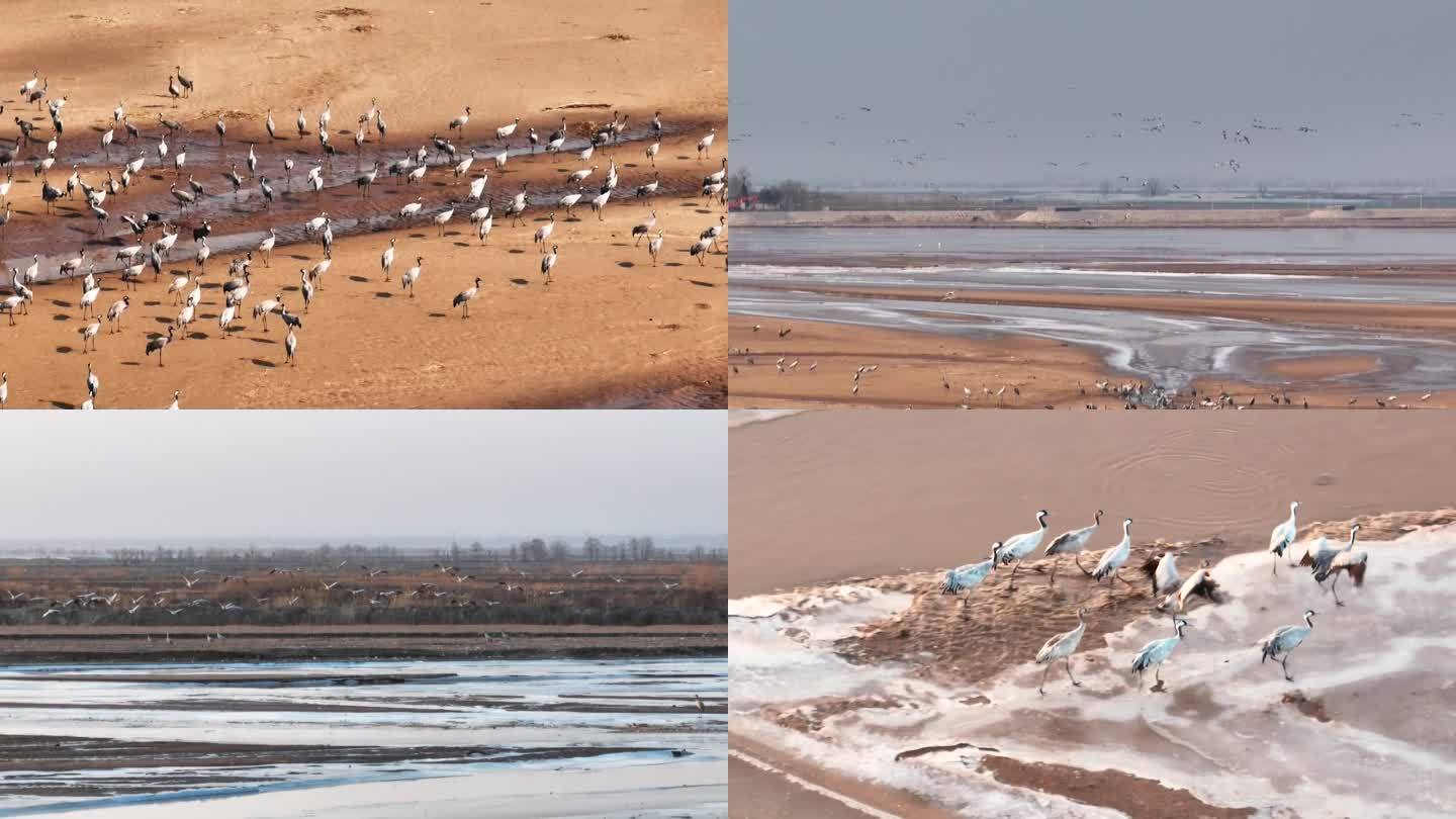 黄河湿地候鸟