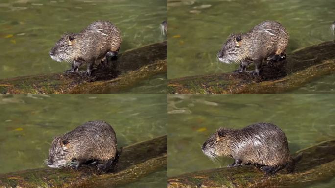 河狸，又称河鼠或河鼠，是一种大型食草半水生啮齿动物