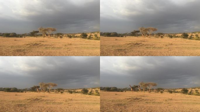 非洲草原长颈鹿小跑视频