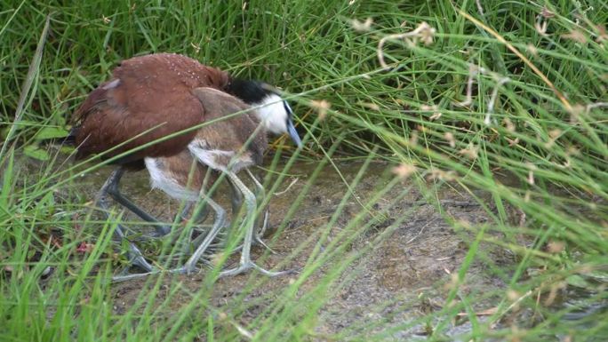一只豺鸟一边为幼鸟遮挡雨水，一边吃东西。