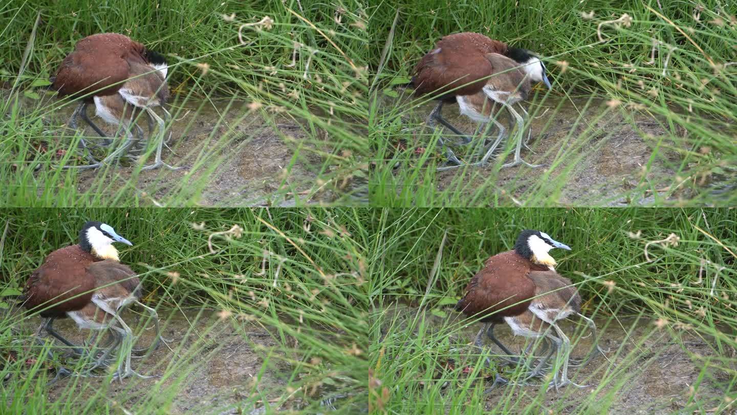 一只豺鸟一边为幼鸟遮挡雨水，一边吃东西。