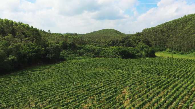 百香果 农业 丰收 乡村振兴 特色种植