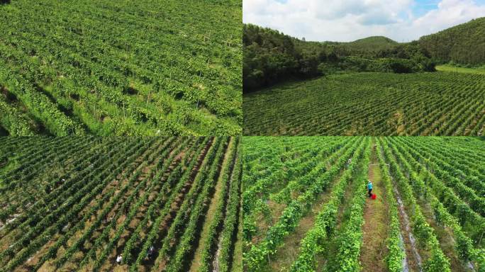 百香果 农业 丰收 乡村振兴 特色种植