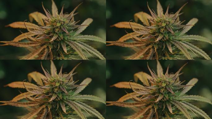 收获，成熟的大叶子大麻植物。药用实验室种植大麻农用品系的新认识