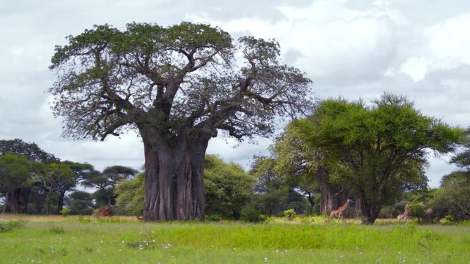 在坦桑尼亚大草原上观察各种野生动物