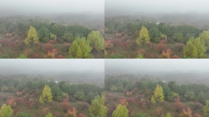秋季晨雾缭绕的彩色树林