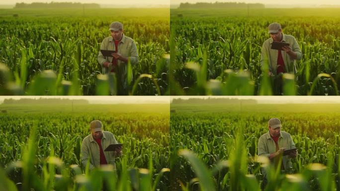 农学家在田间检查玉米植株，在药片上做笔记，农业综合技术