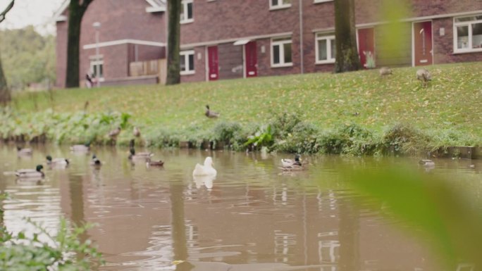 鸭子在荷兰运河里游泳