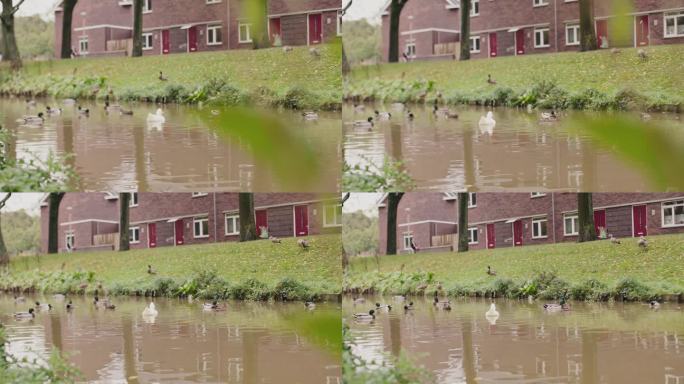 鸭子在荷兰运河里游泳