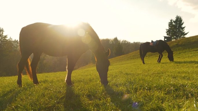 剪影，镜头光晕:金色的日出和两匹棕色的马在早晨的牧场上