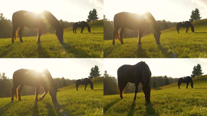 剪影，镜头光晕:金色的日出和两匹棕色的马在早晨的牧场上