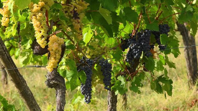 九月收获季节前，佛罗伦萨附近经典基安蒂地区葡萄园里的黑葡萄和白葡萄。意大利。