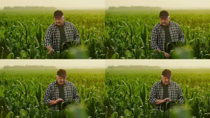 老年农艺师夏季在田间察看玉米植株，手持药片的老年男子画像