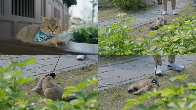 宠物金渐层猫咪在户外玩耍遛猫