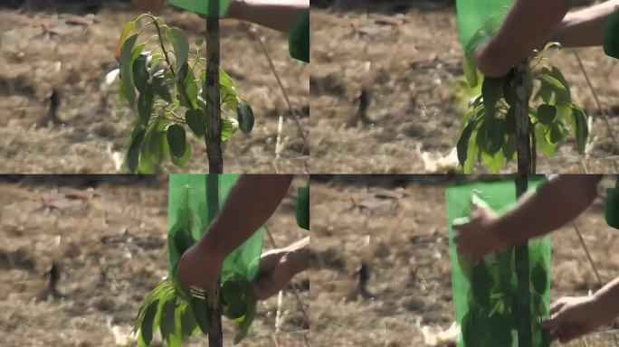 农民正在给一棵新栽的牛油果树装上绿色防护网