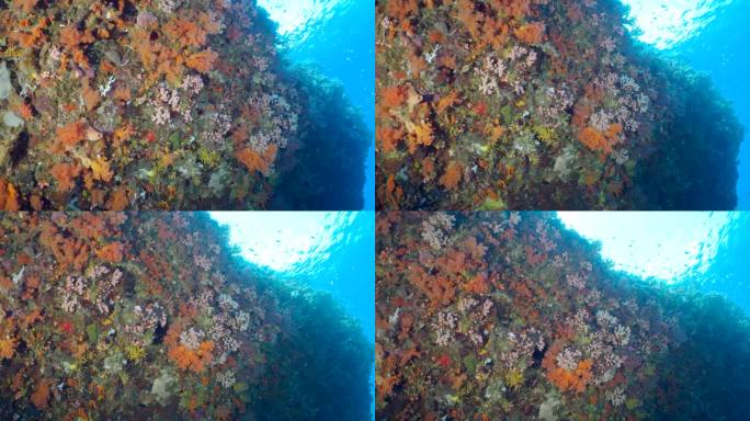 彩色珊瑚鱼的背景。