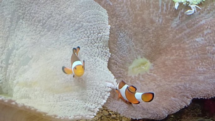 小丑鱼(或海葵鱼)在越南芽庄市海洋研究所的水族箱底部四处游动并寻找食物。