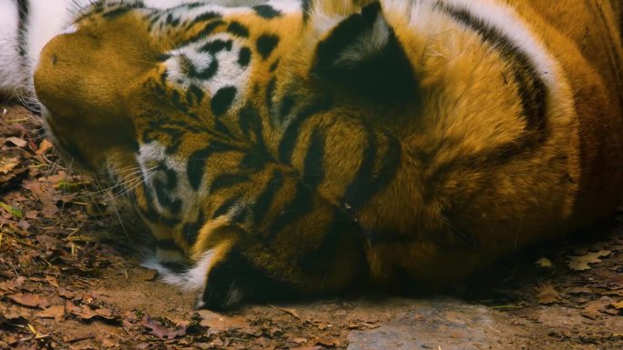 老虎睡觉的特写