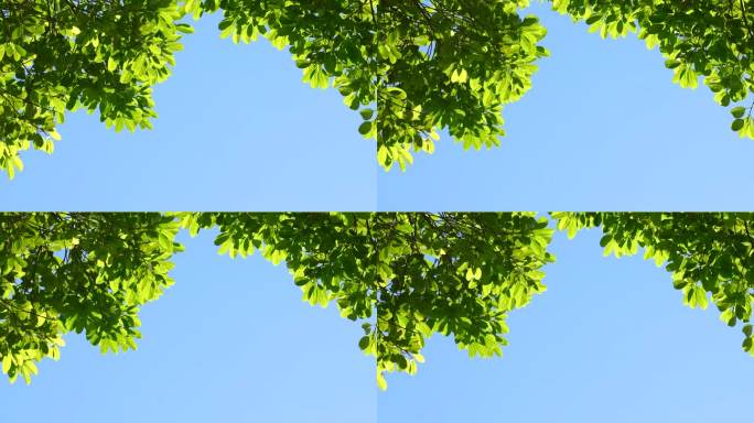 树叶对天空夏天的背景。树天空文本空间区域