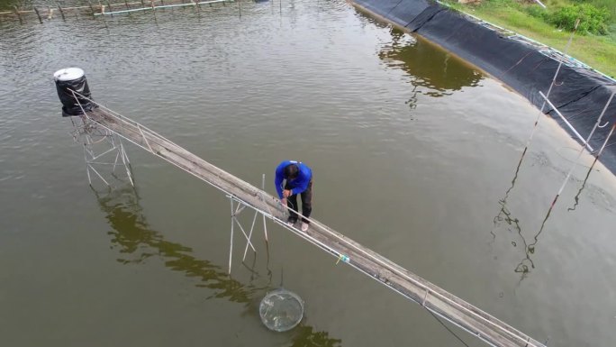 一个渔夫走近一个蓝色的网笼，笼子里的虾正在吃鱼丸