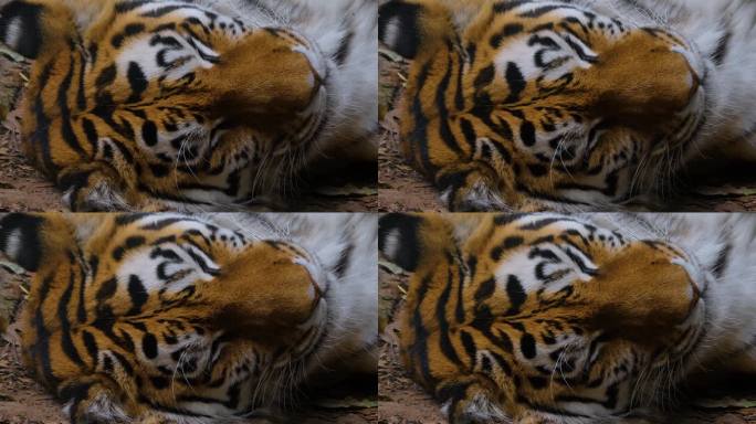 老虎睡觉的特写