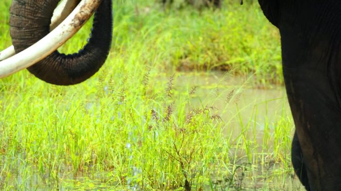 一只非洲象优雅地从盆里喝水