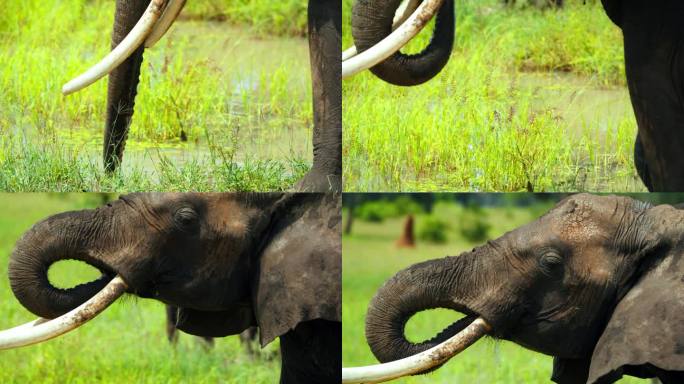 一只非洲象优雅地从盆里喝水