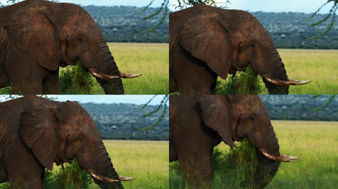 坦桑尼亚大草原上，一头非洲象正在绿色的草地上吃草
